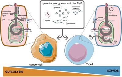 Imaging the Rewired Metabolism in Lung Cancer in Relation to Immune Therapy